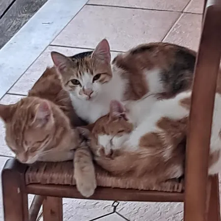 홈스테이 Ellenas- 니키아나