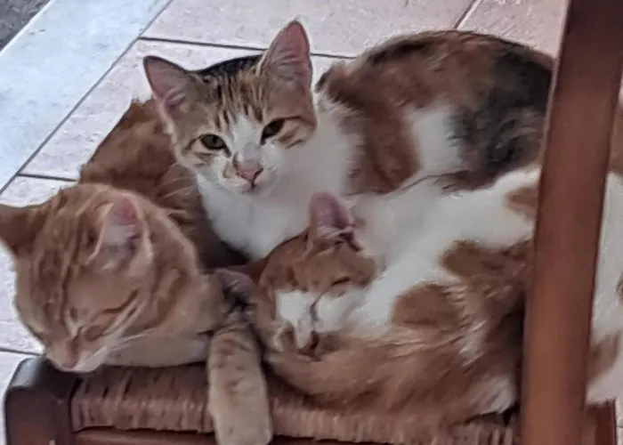 Privat bolig Ellenas- Nikiana